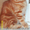 Шотландские вислоухие, британские, хайленд котята  - Изображение #6, Объявление #228357