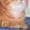 Питомник вислоухих, британских котят  - Изображение #10, Объявление #232040