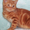 Питомник вислоухих, британских котят  - Изображение #8, Объявление #232040