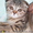 Питомник вислоухих, британских котят  - Изображение #9, Объявление #232040