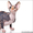 Очаровательные котята породы Канадский сфинкс недорого #266976