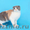 Шотландские вислоухие котята и их длинношерстные вариации - Изображение #3, Объявление #254219