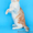 Шотландские вислоухие котята и их длинношерстные вариации - Изображение #6, Объявление #254219
