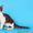 Шотландские вислоухие котята и их длинношерстные вариации - Изображение #7, Объявление #254219