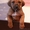 Остался один щенок родезийского риджбека - чудесный мальчик! - Изображение #3, Объявление #251889