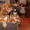 Щенок родезийского риджбека - чудесный мальчик! - Изображение #1, Объявление #251913