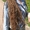 Наращивание волос Плетение Африканских косичек  - Изображение #1, Объявление #272487