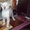 сиамские и ориентальные котята - Изображение #2, Объявление #290644