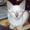 сиамские и ориентальные котята #290644