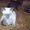 сиамские и ориентальные котята - Изображение #4, Объявление #290644