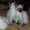 сиамские и ориентальные котята - Изображение #3, Объявление #290644