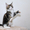 Титулованные котята Мейн Кун - Изображение #2, Объявление #299894