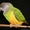 Сенегальский попугай #289961