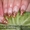 Наращивание ногтей, маникюр, биогель, педикюр в Одинцово - Изображение #2, Объявление #172613