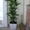 Комнатные растения и кашпо в Фитосервисе по доступным ценам - Изображение #3, Объявление #288802