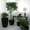 Комнатные растения и кашпо в Фитосервисе по доступным ценам - Изображение #2, Объявление #288802