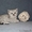 Шотландские котята рисунчатых окрасов - Изображение #4, Объявление #313168