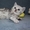 Шотландские котята рисунчатых окрасов - Изображение #5, Объявление #313168