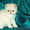 Продажа персидских котят. Питомник ОРЕСАНС - Изображение #1, Объявление #210380