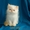 Продажа персидских котят. Питомник ОРЕСАНС - Изображение #5, Объявление #210380