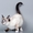 Продажа котят редкой породы СНОУ ШУ - Изображение #1, Объявление #315129