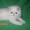 Продажа персидских котят. Питомник ОРЕСАНС - Изображение #2, Объявление #210380