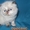 Продажа персидских котят. Питомник ОРЕСАНС - Изображение #3, Объявление #210380