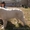 щенки польской подгалянской овчарки - Изображение #5, Объявление #355794