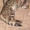 Продаются бенгальские котята мини-леопарды #357472