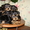 Клубные,очаровательные щенки йоркширского терьера - Изображение #1, Объявление #365835