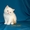 Продаются персидские и экзотические короткошерстные котята Питомник ОРЕСАНС - Изображение #2, Объявление #236653