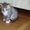 Подарю миленьких котят  - Изображение #1, Объявление #368182