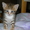 Подарю миленьких котят  - Изображение #2, Объявление #368182
