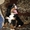бернского зенненхунда щенки - Изображение #3, Объявление #341425