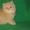 Продаются персидские и экзотические короткошерстные котята Питомник ОРЕСАНС - Изображение #1, Объявление #236653
