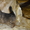 продаются ушастые и хулиганистые  щенки чихуахуа - Изображение #2, Объявление #357166
