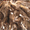 Продам шкурки камчатского соболя  - Изображение #1, Объявление #389621