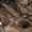 Продам шкурки камчатского соболя  - Изображение #2, Объявление #389621