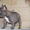 Французский бульдог щенки голубого окраса - Изображение #1, Объявление #371288