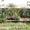 Kinkala Garden Apartment, Chiangmai, Thailand - Изображение #1, Объявление #393387