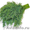   зелень укроп петрущку и кинза - Изображение #1, Объявление #395154