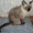 Котята сиамские - Изображение #2, Объявление #398486