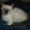 Котята сиамские - Изображение #3, Объявление #398486