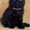 Британские котята чёрного окраса.