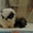 очаровательные щенки пекинеса - Изображение #1, Объявление #407896