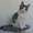 Котята Мэйн Кун - Изображение #7, Объявление #415374