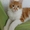 Котята Мэйн Кун - Изображение #4, Объявление #415374
