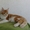 Котята Мэйн Кун - Изображение #5, Объявление #415374