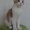 Котята Мэйн Кун - Изображение #3, Объявление #415374