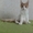 Котята Мэйн Кун - Изображение #2, Объявление #415374